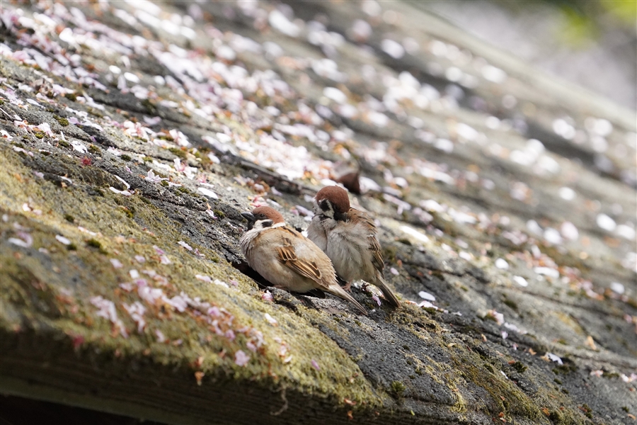 XY,Eurasian Tree Sparrow